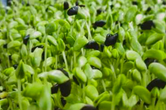 碗豆芽种植方法