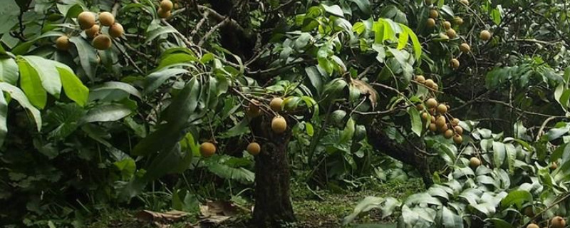 桂圆树种植与栽培