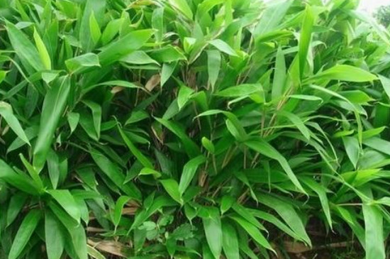不超过2米高的竹子品种