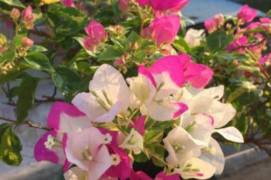 光叶子花怎么种