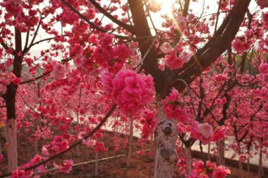 宜良樱花谷什么时候开花