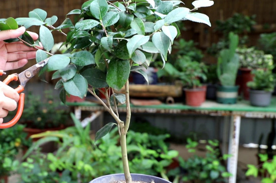 茶花主干高了怎样矮化修剪