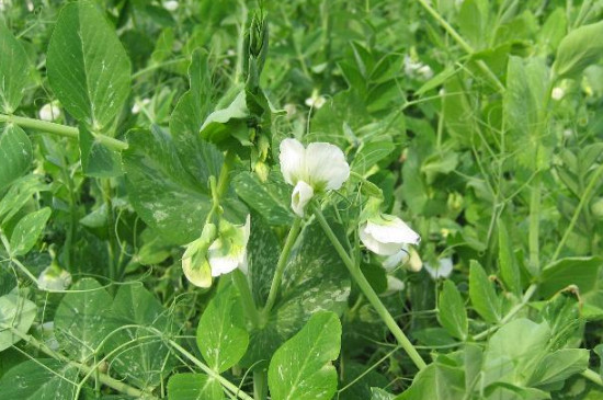 豆妃是什么植物