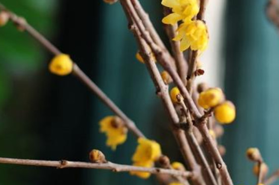 干枝遇水开花是什么原理