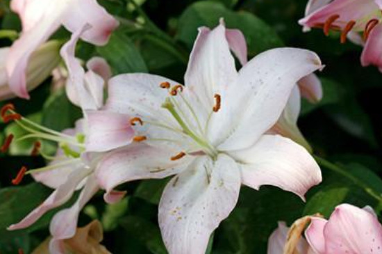 百合花香气在室内有毒