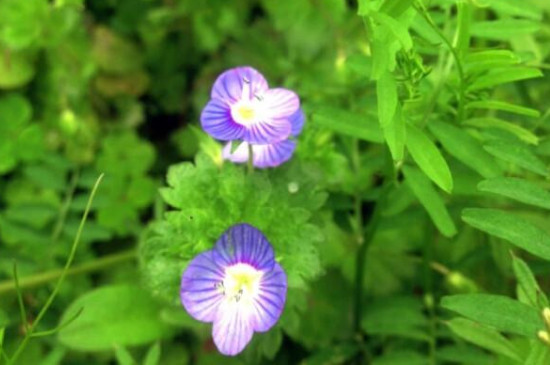 植物生长需要什么