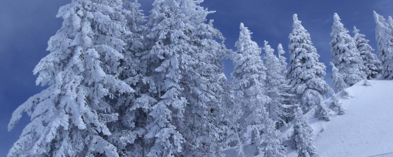 雪松产地在哪里