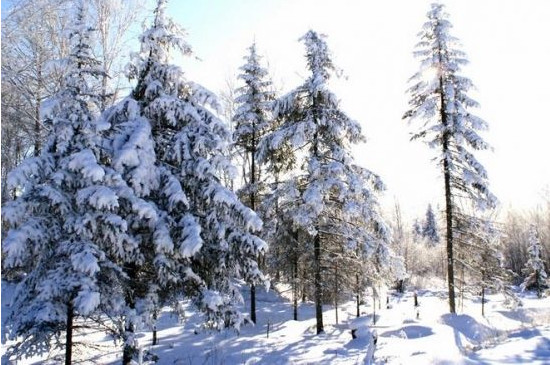 雪松产地在哪里