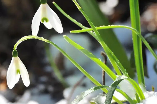 雪滴花的花语和寓意