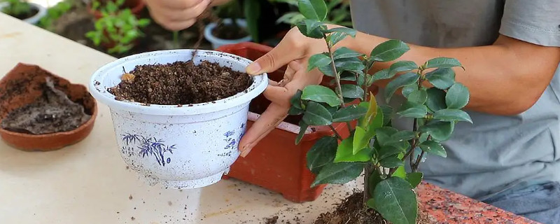 茶花养殖技术