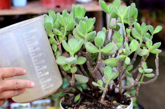 多肉植物冬天多久浇一次水