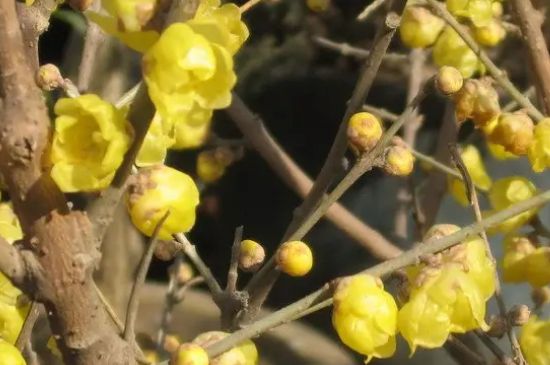 腊梅怎么种植