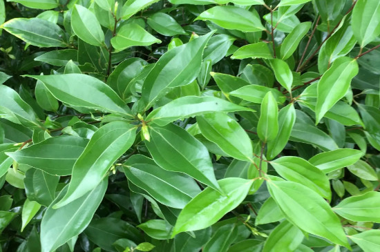 龙脑樟树适合哪些地方种植