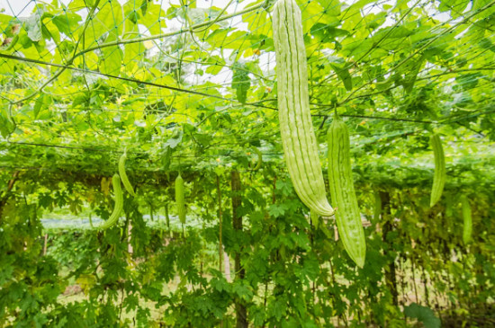 苦瓜种植方法