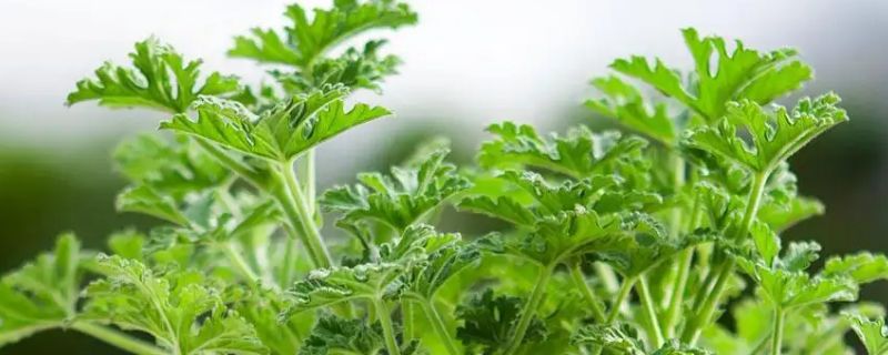 驱蚊草的养殖方法与注意事项