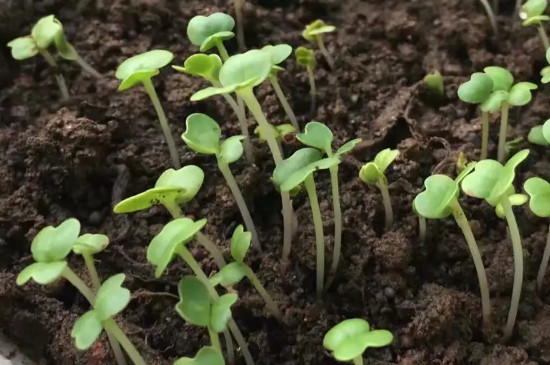 露天春白菜种植时间和方法