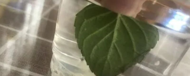 植物气孔的张开和闭合受什么控制