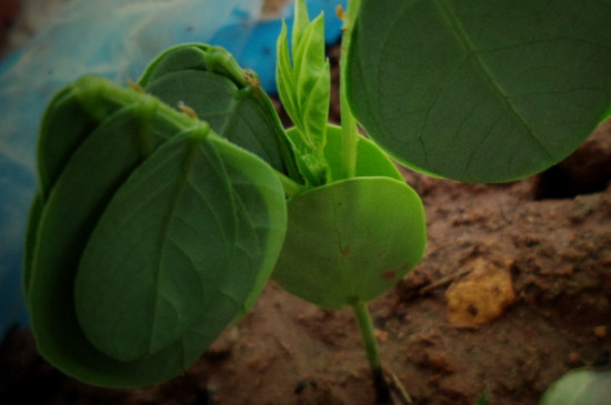 植物气孔的张开和闭合受什么控制