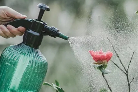 多菌灵溶液可以直接浇花吗