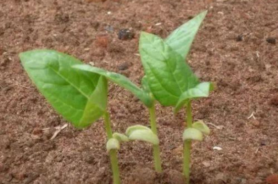 云豆角种植时间和方法