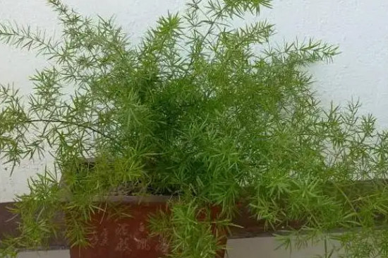 天门冬种植与管理方法