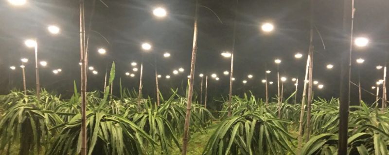 种植火龙果为什么晚上要开灯