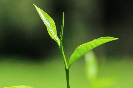 马黛茶是什么植物