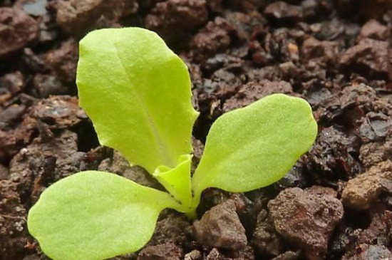 茄子种植方法和时间