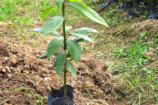 茶籽树种植技术