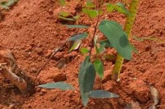 桉树种植技术