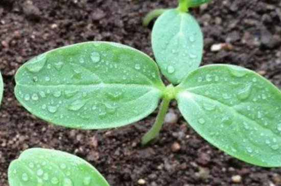 太阳花种植时间和方法