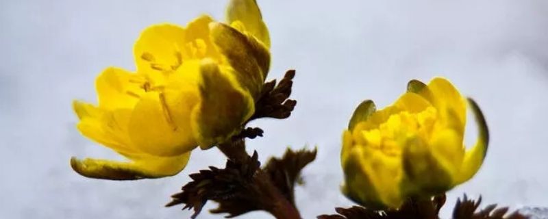 冰凌花的特点