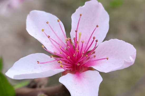 樱花梨花桃花区别