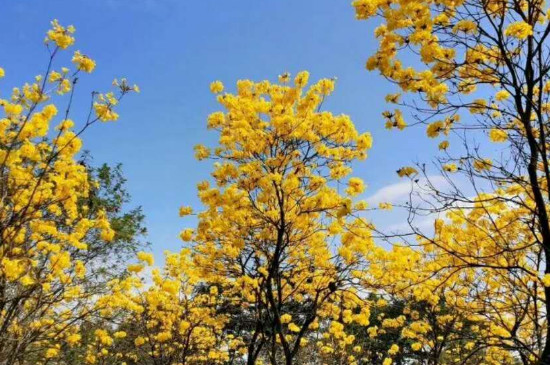 黄木风铃的花语