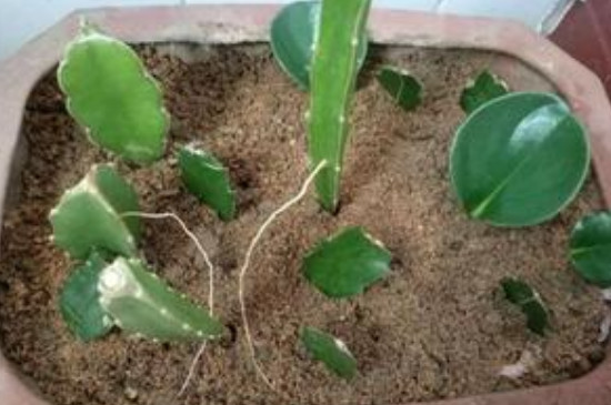 四季豆育苗与移栽时间