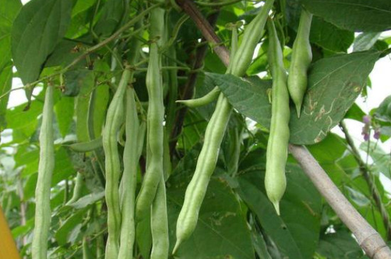 四季豆育苗与移栽时间
