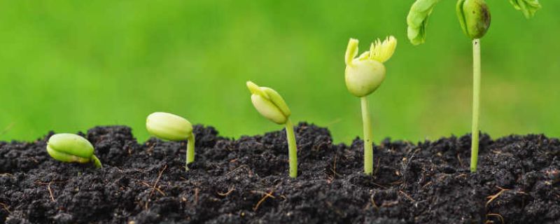 黑种草种植方法和时间