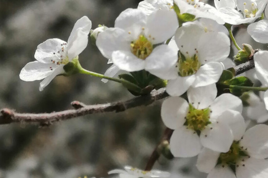 珍珠绣线菊和雪柳是一个品种吗