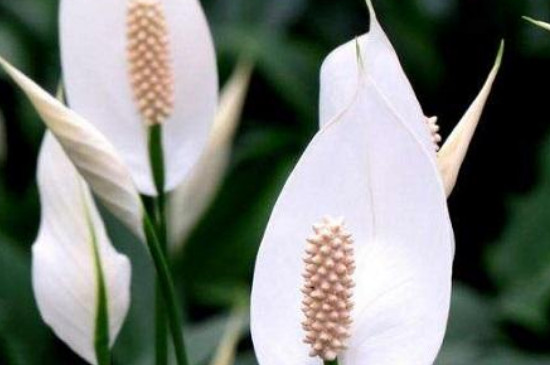 白掌花有毒吗?家里能养吗