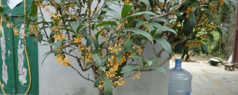 四季桂花的修剪方法