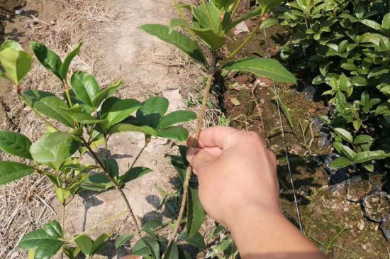 四季桂花的修剪方法