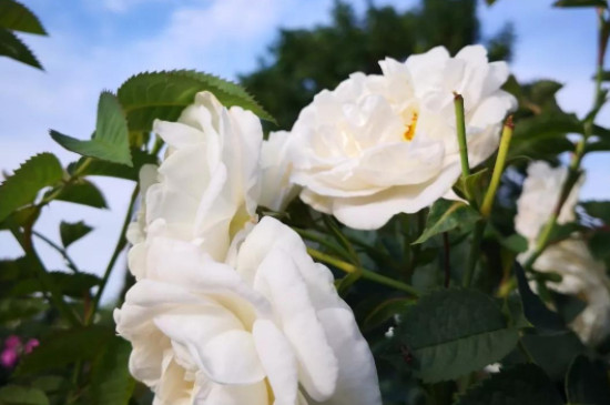 玫瑰花有几种