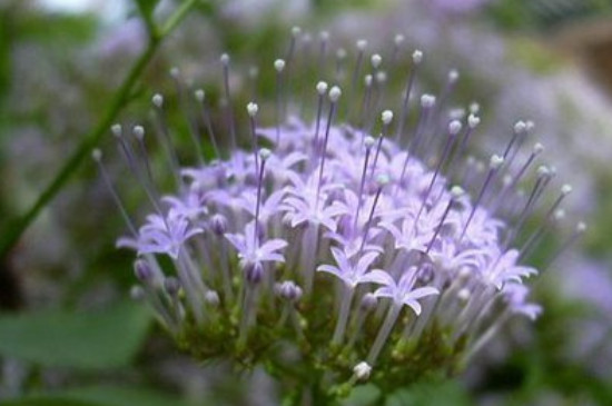 夕雾花的花语