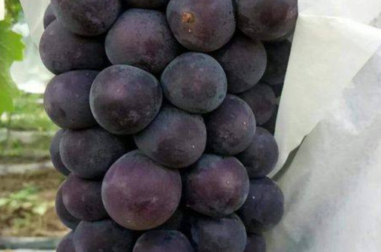 藤稔葡萄品种介绍
