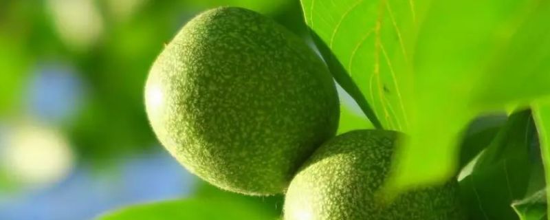 核桃树几年能结果