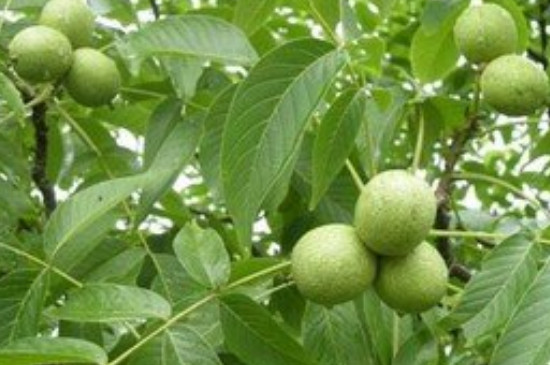 核桃树几年能结果