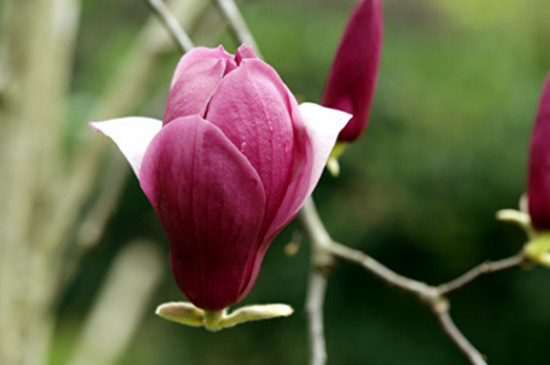 玉兰花一年开几次花?