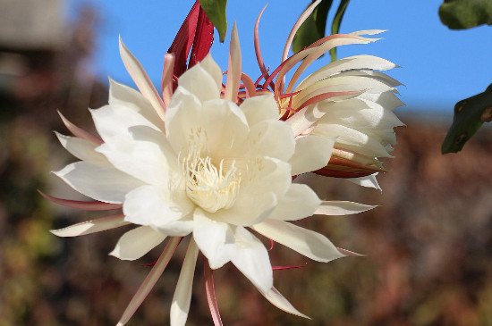 昙花花语