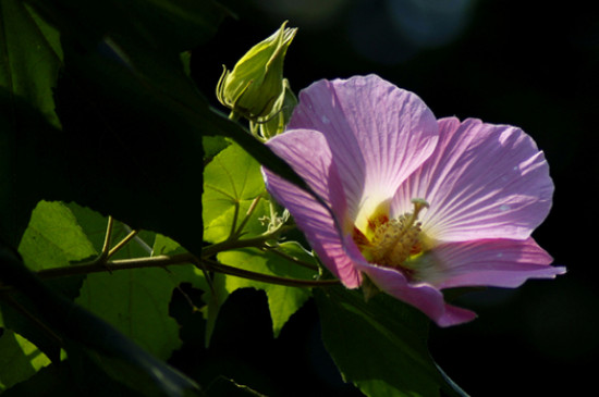 芙蓉花的花语