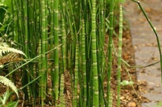 节节草的别名